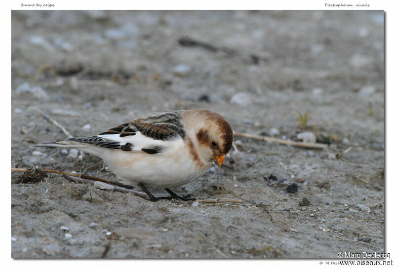 Snow Bunting, identification