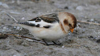 Snow Bunting