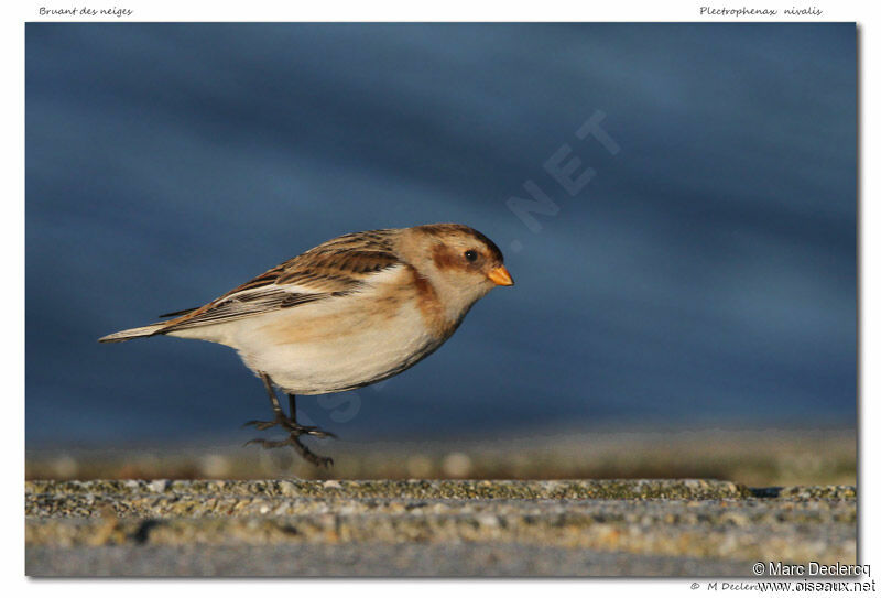 Snow Bunting, identification