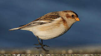 Snow Bunting