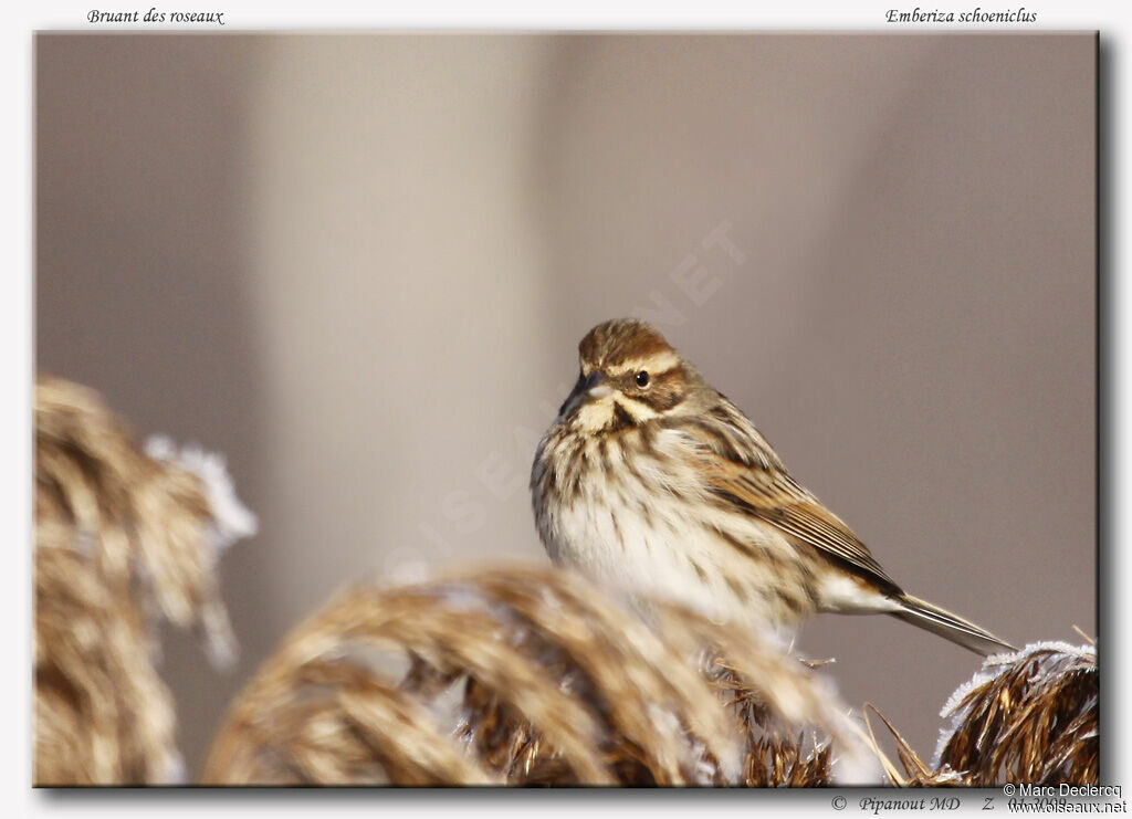 Common Reed Bunting