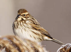 Common Reed Bunting