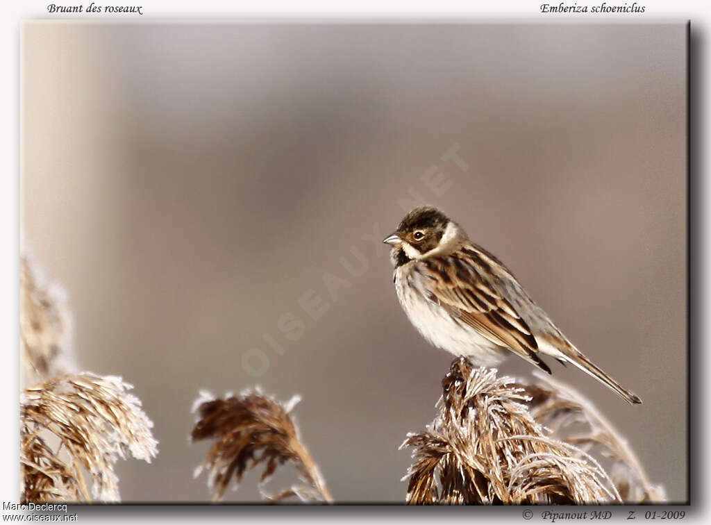 Common Reed Bunting male adult post breeding, identification