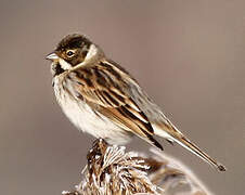 Common Reed Bunting