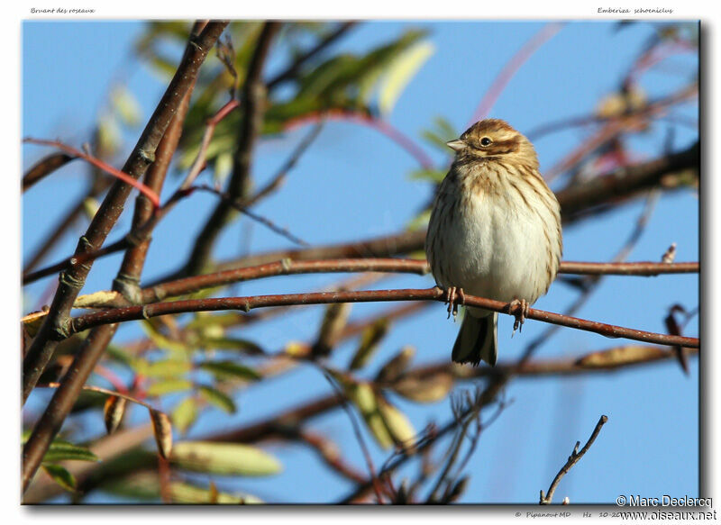 Bruant des roseaux, identification