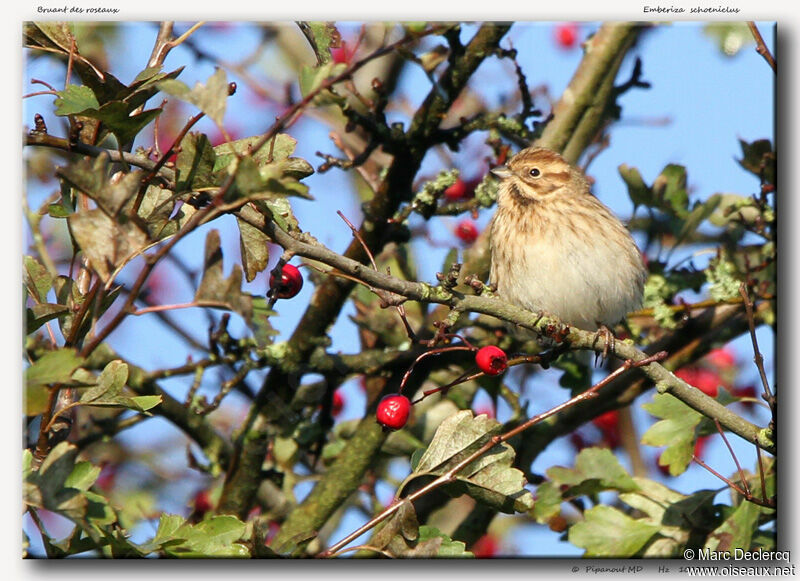 Bruant des roseaux, identification