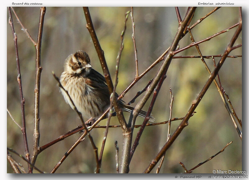 Bruant des roseaux, identification