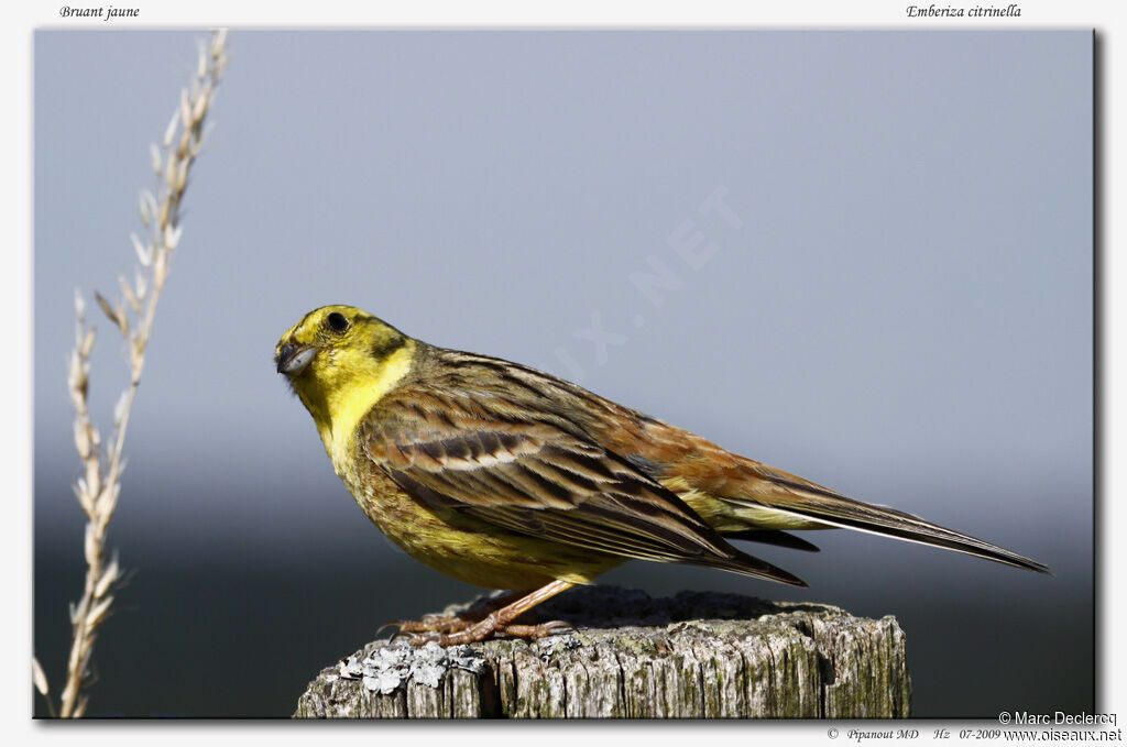 Bruant jaune, Comportement