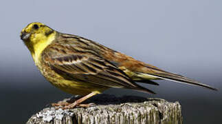 Yellowhammer