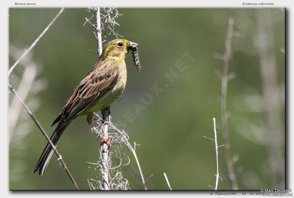 Yellowhammer, feeding habits