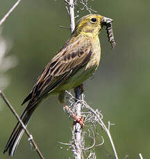 Bruant jaune