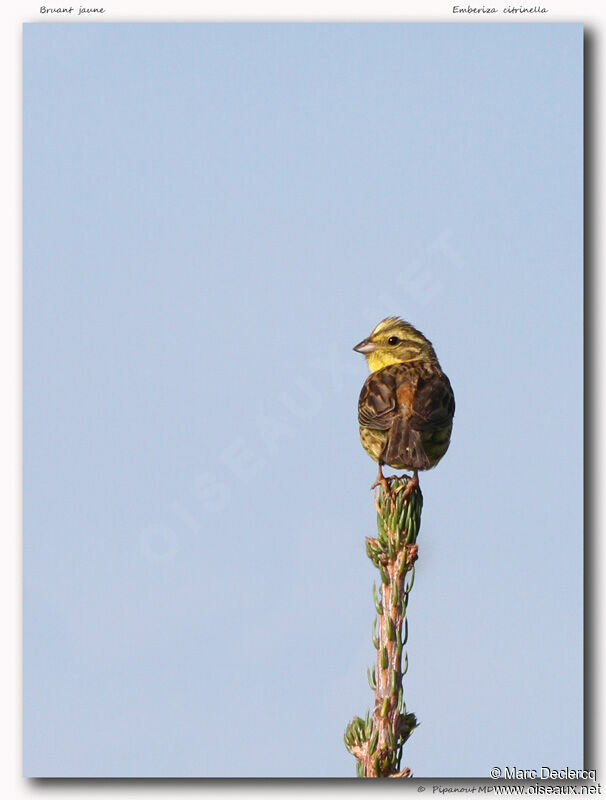 Yellowhammer, identification