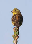 Yellowhammer