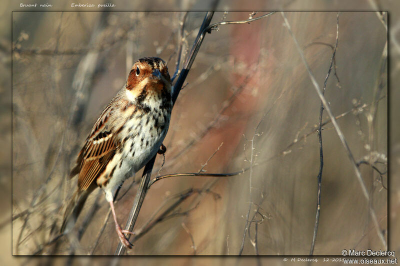 Little Bunting, identification