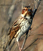 Little Bunting