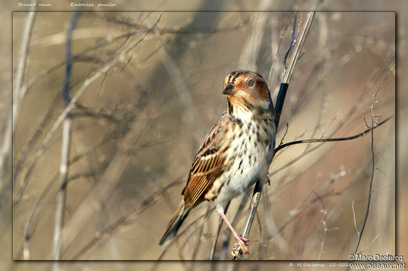 Bruant nain, identification