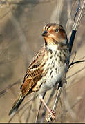 Little Bunting