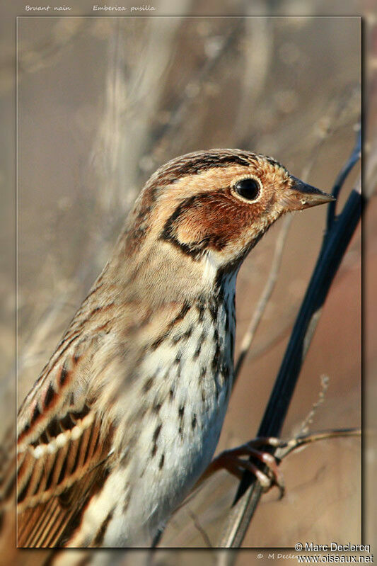 Little Bunting, identification