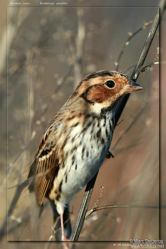 Little Bunting, identification