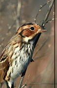 Little Bunting