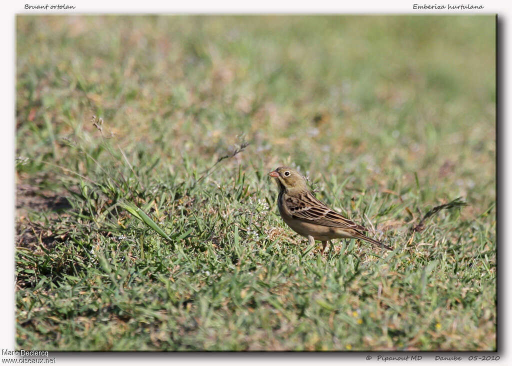 Bruant ortolan femelle, identification