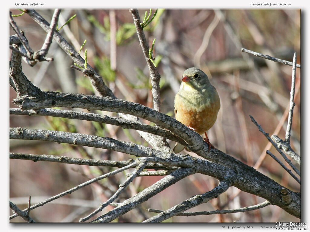 Bruant ortolan mâle, identification