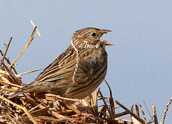 Corn Bunting