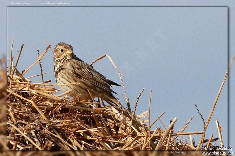 Bruant proyer mâle, identification