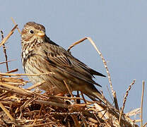 Corn Bunting