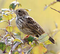 Corn Bunting