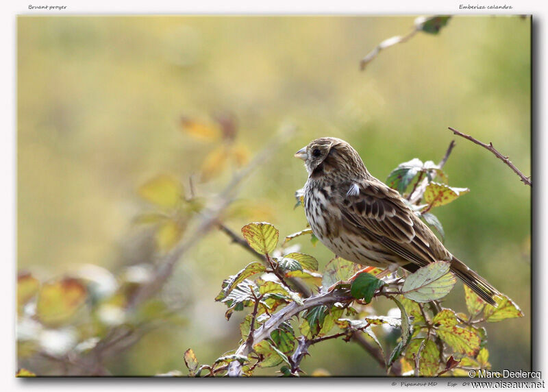 Corn Bunting