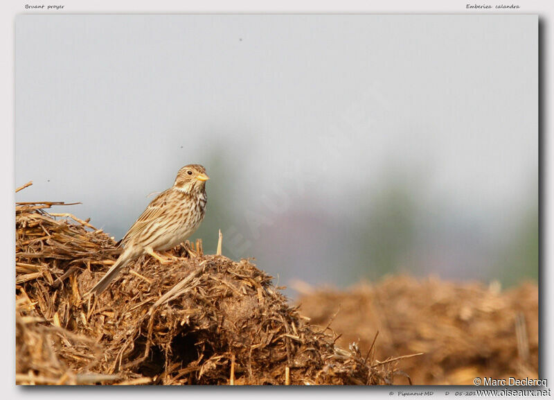 Corn Bunting, identification