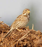 Corn Bunting