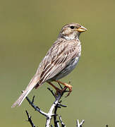 Corn Bunting