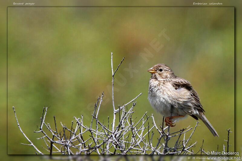 Corn Bunting, identification