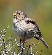 Corn Bunting