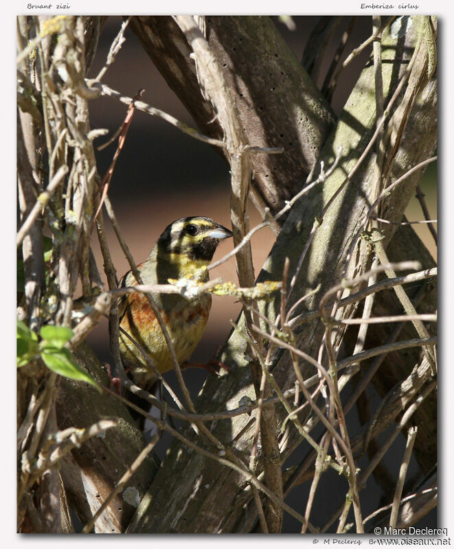 Cirl Bunting, identification