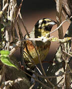 Cirl Bunting