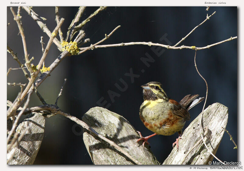 Cirl Bunting, identification