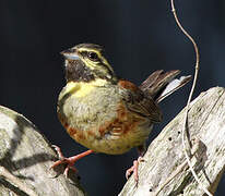 Cirl Bunting