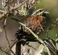 Cirl Bunting