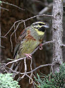 Cirl Bunting