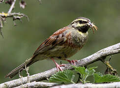 Cirl Bunting