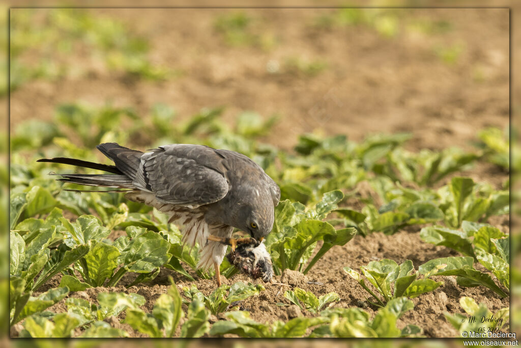 Montagu's Harrier male adult breeding, eats