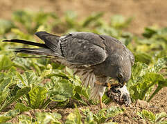 Montagu's Harrier