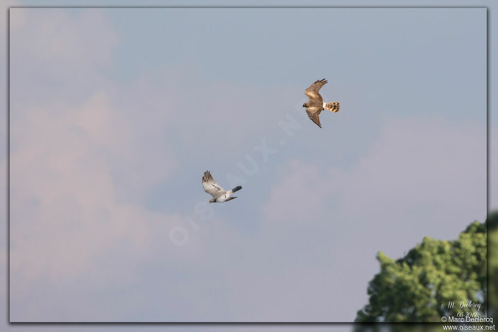 Montagu's Harrier