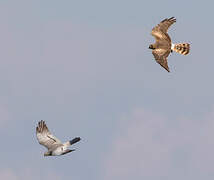 Montagu's Harrier