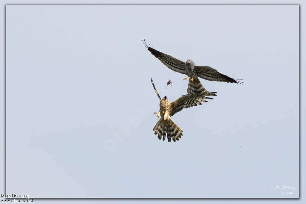 Montagu's Harrieradult, Behaviour