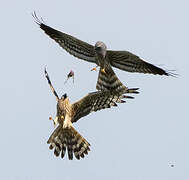 Montagu's Harrier