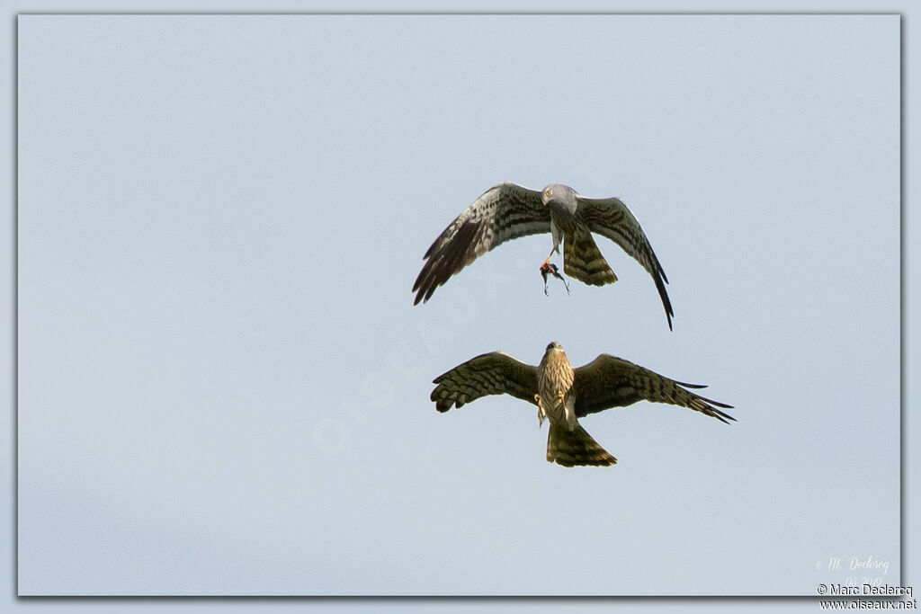 Montagu's Harrier